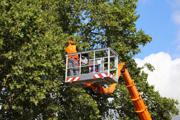 Best Best Tree Removal Services  in Dover, TN